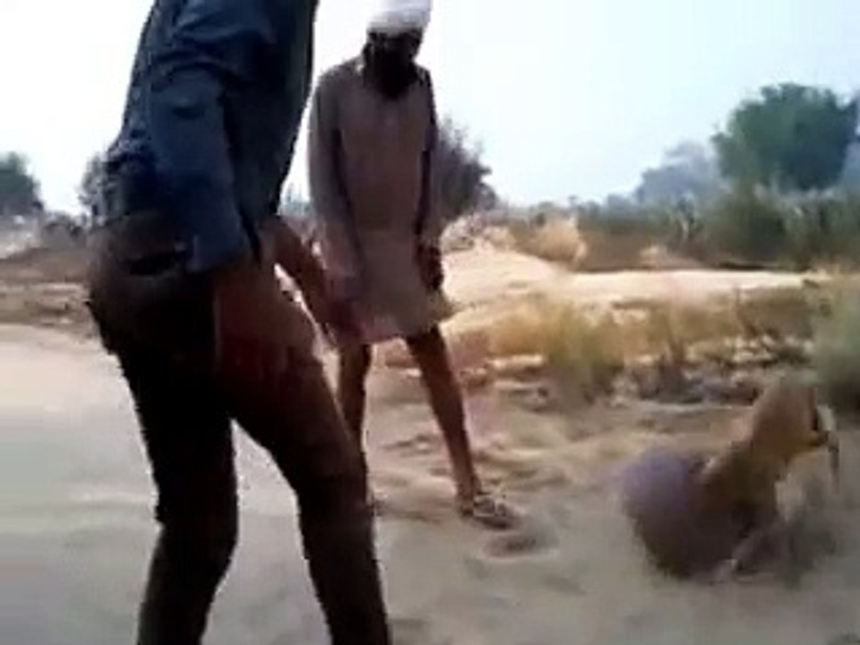 Funny dogs video must watching