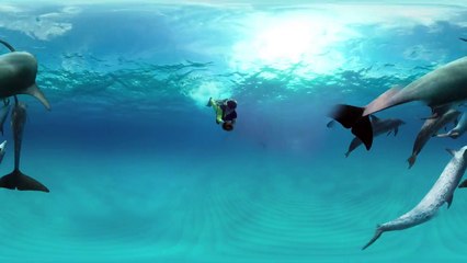 360 Video GoPro VR- Swimming with Wild Dolphins in the Ocean
