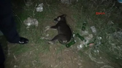 Muğla Mahalleli Kedi ve Köpeklerin Zehirlenerek Telef Edilmesine Tepki Gösterdi