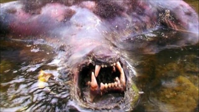 2017 CRIATURAS MISTERIOSAS em FOTOS ASSUSTADORAS Lobisomem e Fantasmas Listopédia Sobrenatural
