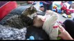 Cute Cat And Baby Videos Compilation 2015 - Cute Dogs And Adorable Babies
