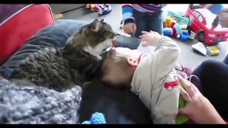 Cute Cat And Baby Videos Compilation 2015 - Cute Dogs And Adorable Babies