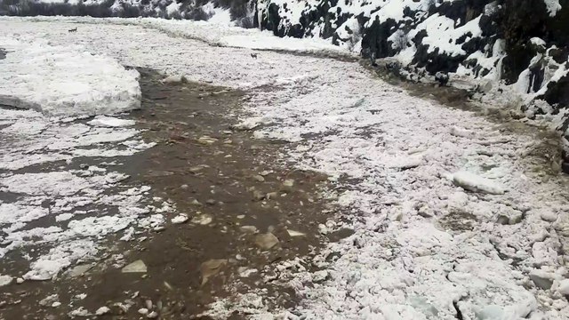 Plusieurs biches se retrouvent piégées sur cette rivière de glace
