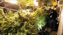 France : une ferme à cannabis de plus 4 000 plantes a été trouvée par les policiers