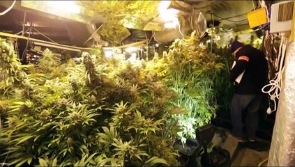 France : une ferme à cannabis de plus 4 000 plantes a été trouvée par les policiers