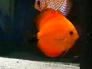 la repro du discus:le signe caracteristique du"tremblement"