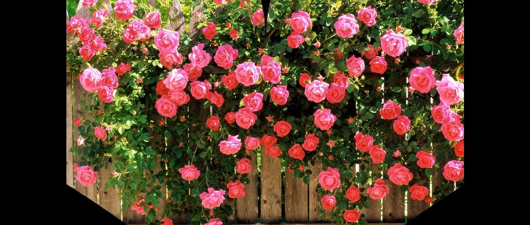 Action Movies ✫ English HD | JET LI Best Action Jet Li Action Movies new