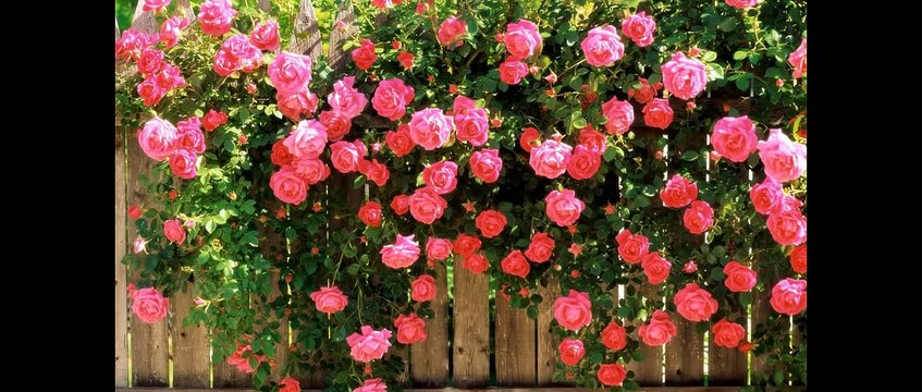 Action Movies ✫ | Wong Fei Hung - New Kung Fu Jet Li Movie English Sub new