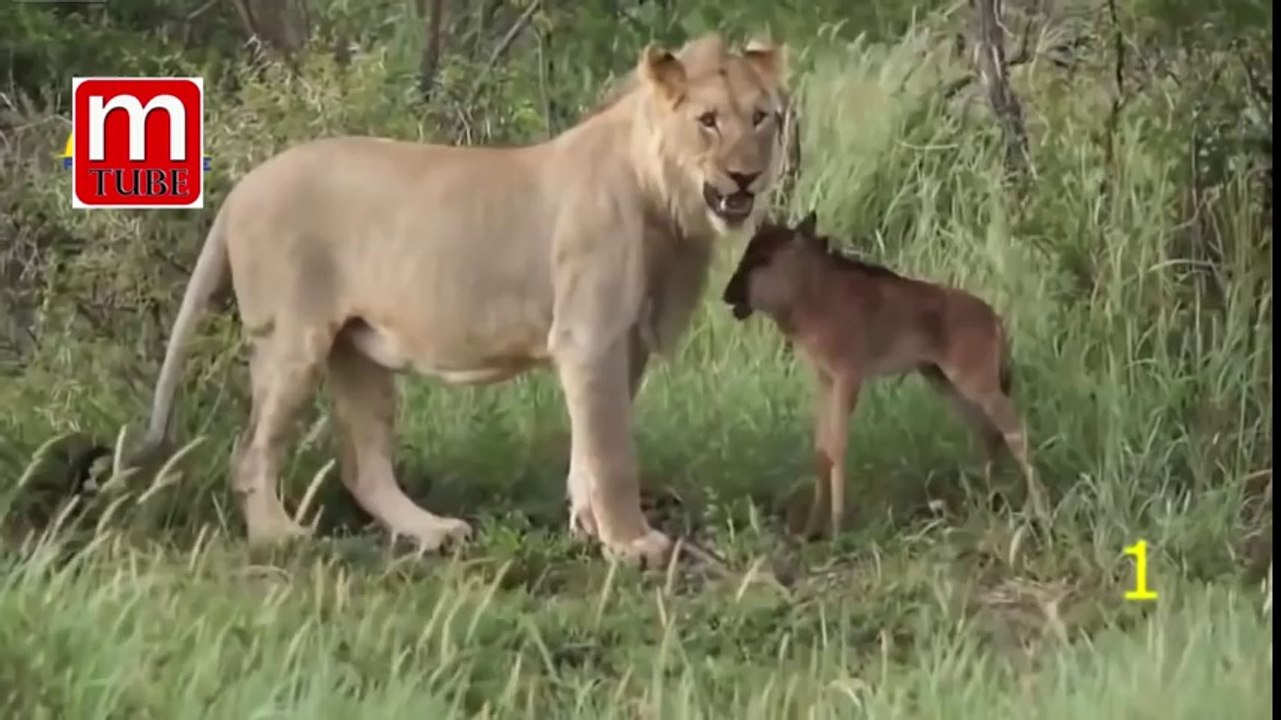 Animal rescue from each other