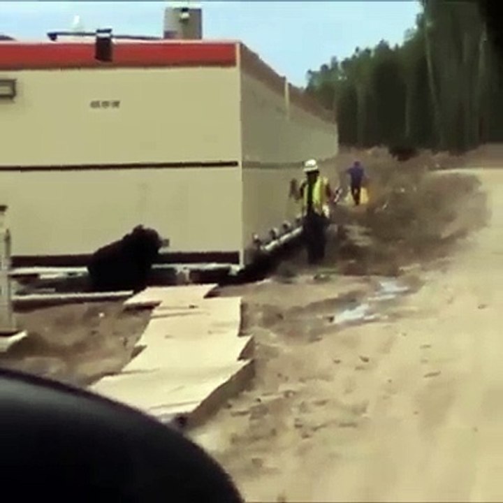 Bear Prank