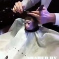 Petit singe qui se fait coiffer