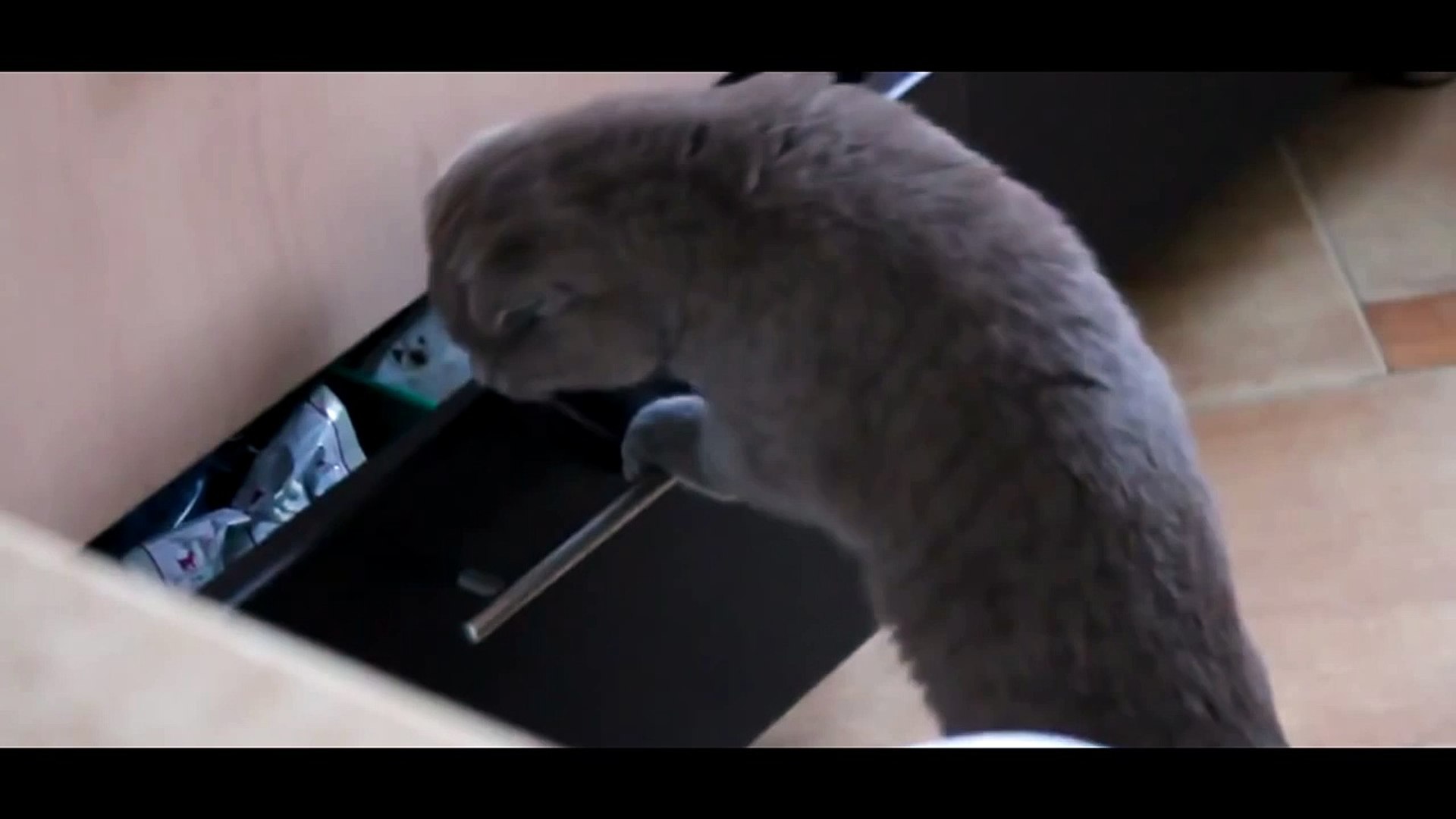 Chat Surprit En Train De Faire Une Betise Video Dailymotion