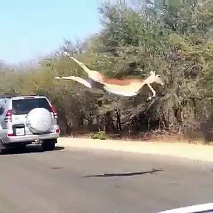 Gazelles volantes