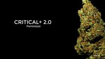 Critical feminized strain bud by dinafem seeds