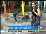 Super talented dogs, LIVE on Unang Hirit | Unang Hirit
