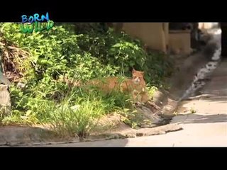 Octopus and Cats on "Born to be Wild"
