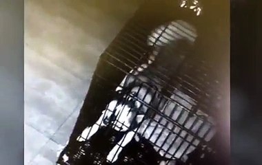 Clever Siberian Husky Stages 'Prison Break' In East China