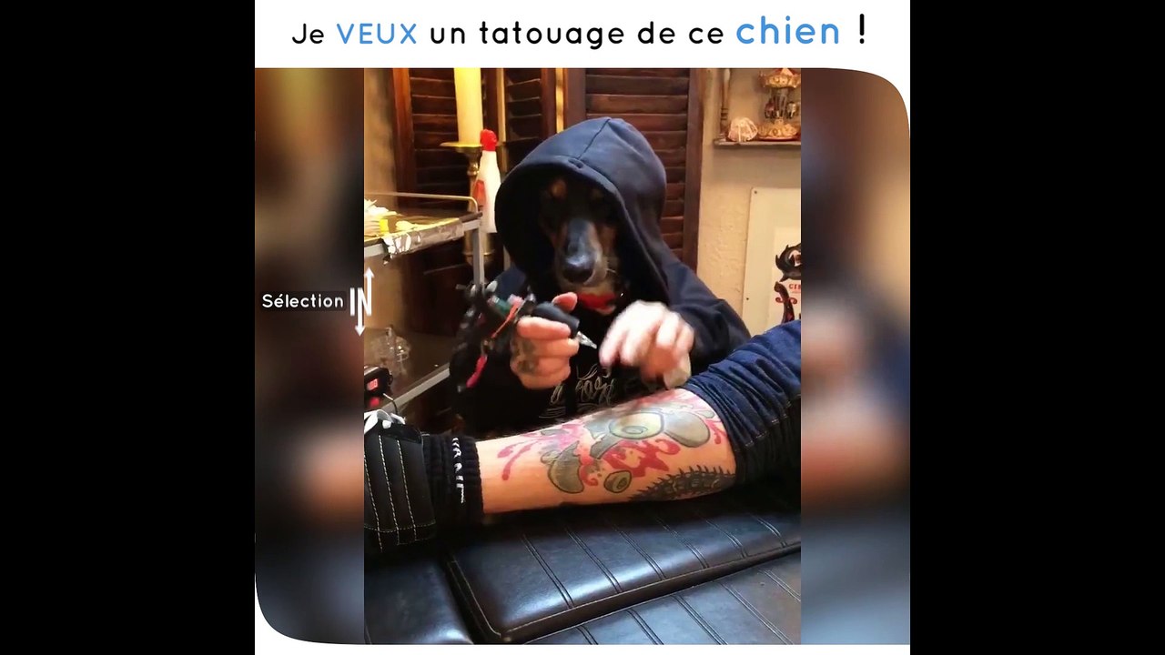 Un chien déguisé en tatoueur, l'illusion est parfaite !
