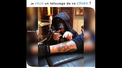 Un chien déguisé en tatoueur, l'illusion est parfaite !