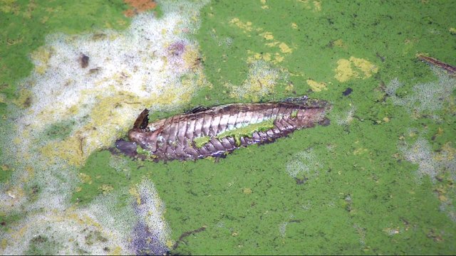 Al Gore warns of climate change consequences