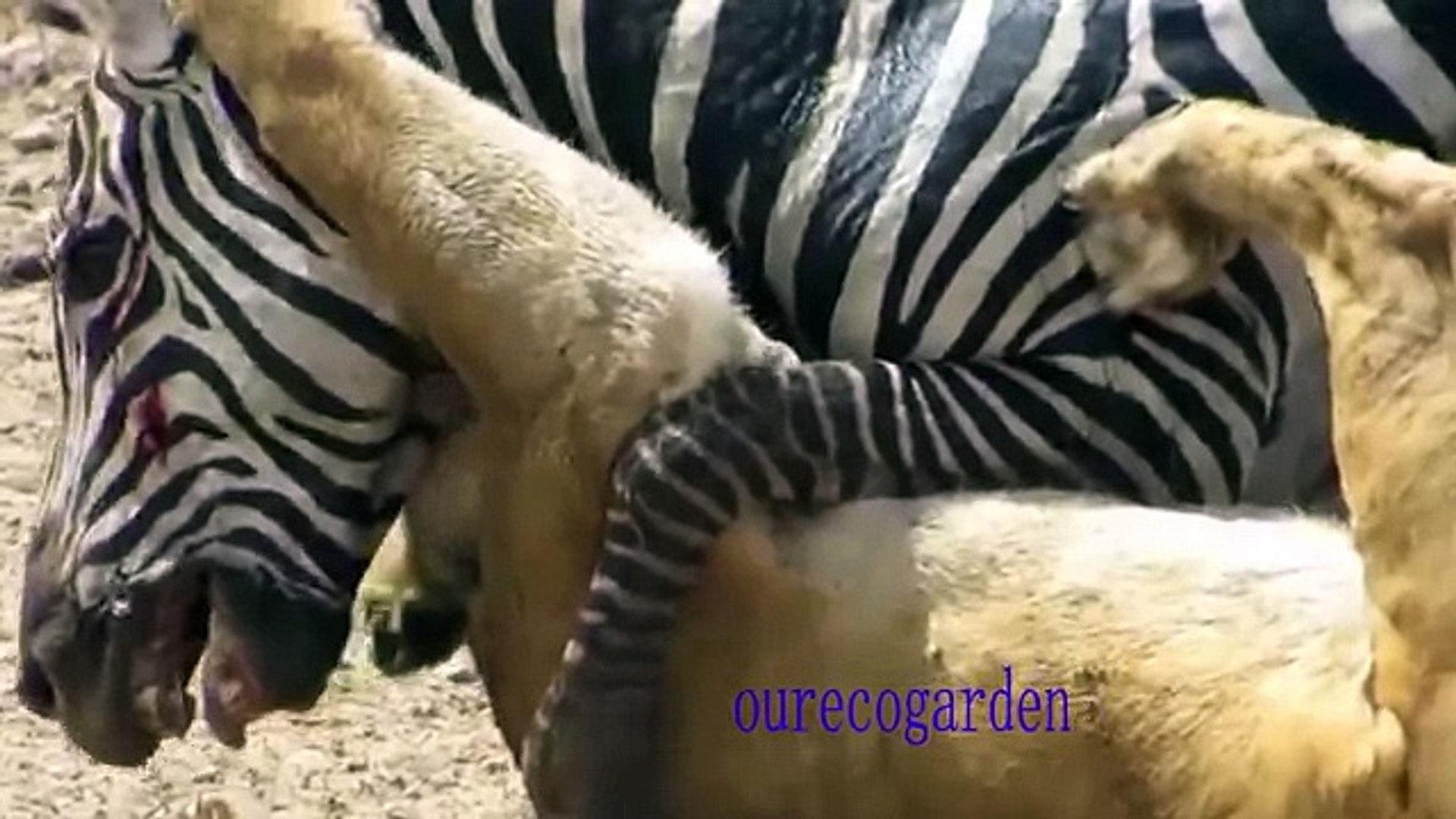 animals