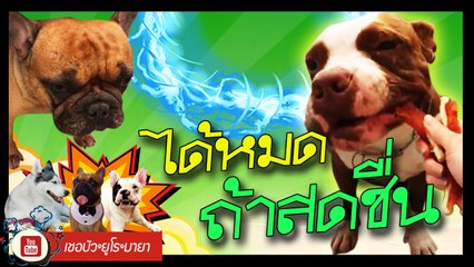 เชอบัว ยูโร มายา ตอนที่ 114  ได้หมดถ้าสดชื่น