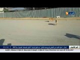 الكلاب تطارد الشيخ النوي في مشهد خطير..!!