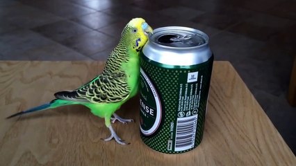 Budgie Drinking Beer