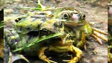 ЖИВОТНЫЕ  МУТАНТЫ