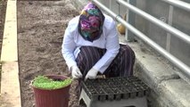 Bolu'da Tropikal Meyve Üretimi