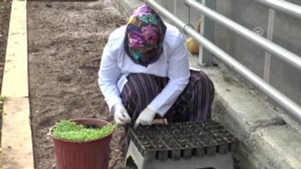 Bolu'da Tropikal Meyve Üretimi