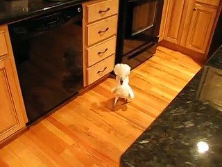 umbrella cockatoo going mad in kitchen floor. but a happy bird