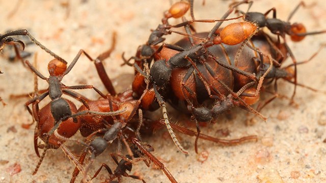 Des fourmis décapitent leurs reines