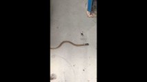 Bébé serpent vs Veuve noire