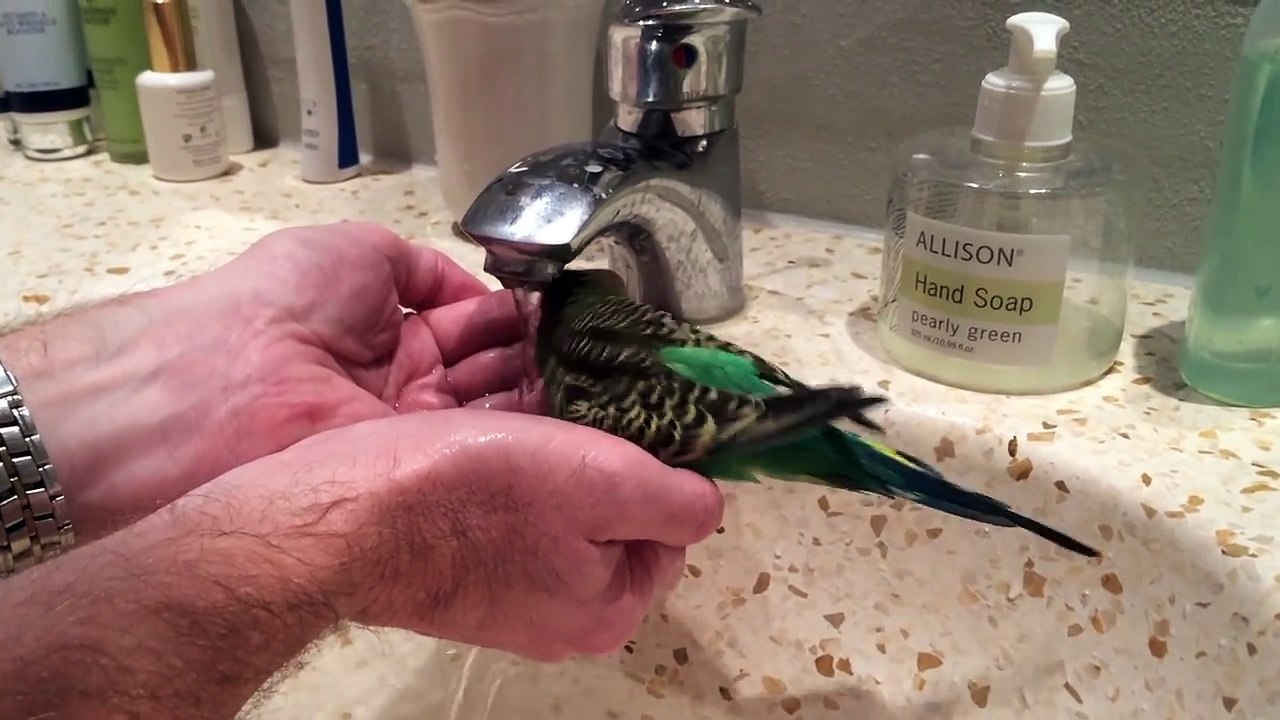 Budgie gets soaked