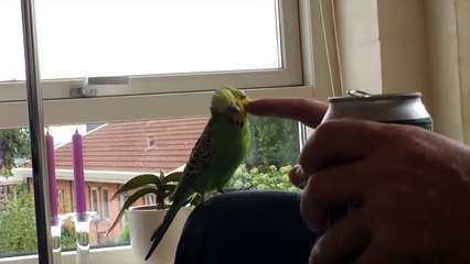 how to scratch a bird behind the ears