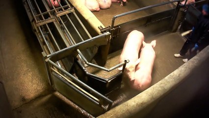 Cas de maltraitance de cochons à l'abattoir de Houdan