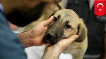 Anjing terjebak 11 hari di sumur, warga heboh berusaha menyelamatkan - Tomonews