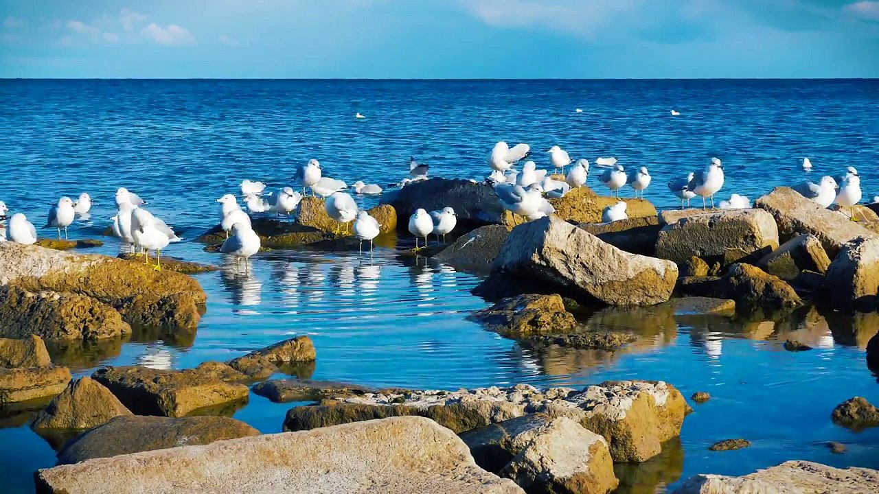 Liên Khúc Nhạc Sống Mười Năm Đợi Chờ - Nhạc Sống Trữ Tình - 4K UHD Screensaver