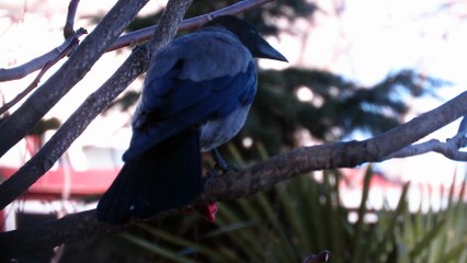 Crow Eats Something