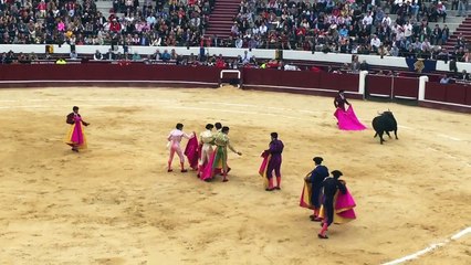 Le matador français Sébastien Castella se fait salement encorner !!