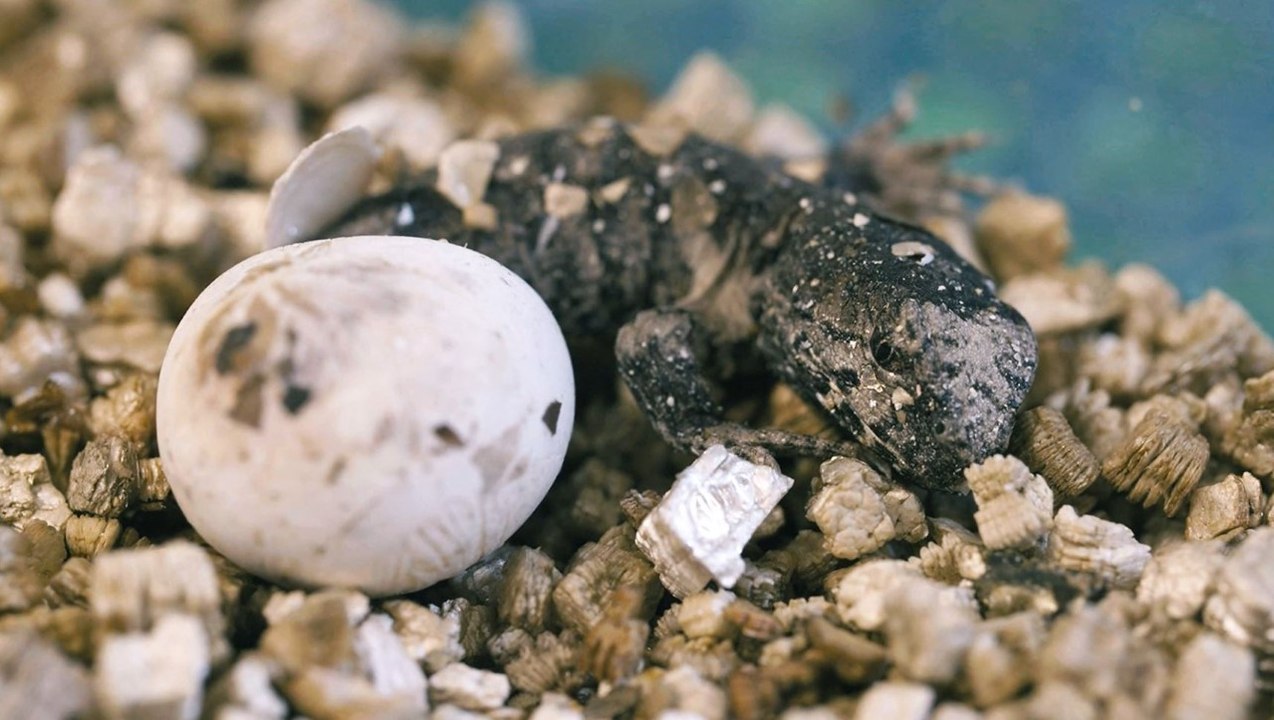 L'éclosion d'un rare reptile filmée pour la première fois