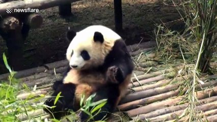 Falling bamboo branch scares the life out of panda