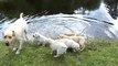 Labrador father teaches puppies to swim