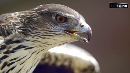 Une carte pour mieux observer les 270 espèces d'oiseaux à Marseille