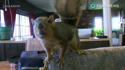 Squirrel attack: Idaho man’s pet squirrel goes full attack mode on home burglar