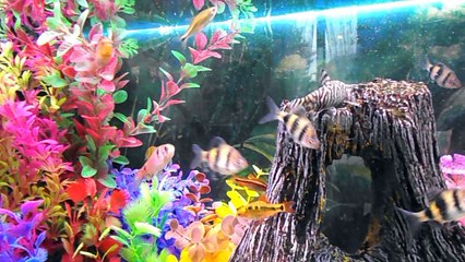 rami chez les barbus