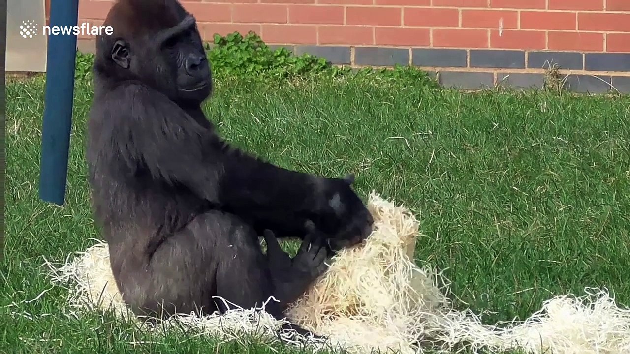 Gorilla youngster plays to the crowd