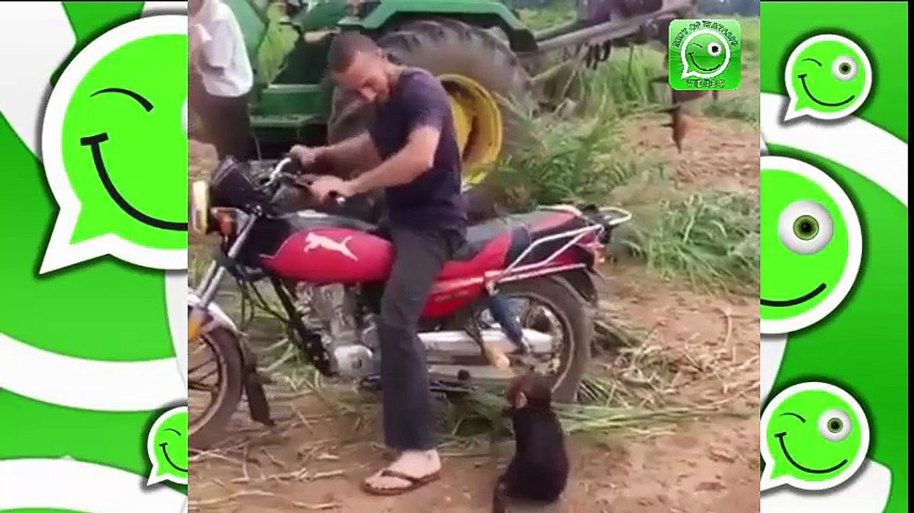 شوفو القرد تقلق..funny