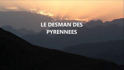 Le Desman des Pyrénées